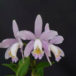 07.☆洋蘭カトレア(Cattleya)属☆ C. forbesii (Pink Type)‘201506A’(Div.) 花付 80 size