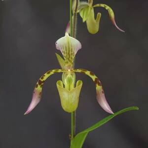 11.☆洋蘭パフィオペディラム(Paphiopedilum)属☆ Paph. haynaldianum select (x sib.) 花付 120 size