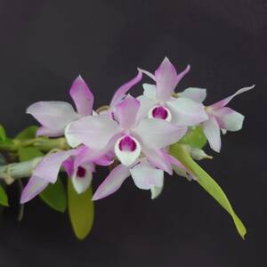 14.☆洋蘭デンドロビューム(Dendrobium)属☆ Den. parishii x self 花付 80 size