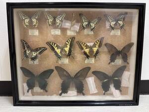 butterfly specimen age bee . float age Haku lower ge is kalasage is other Aichi prefecture Nagoya city 1971 year 4 month ~ collection together 