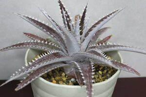 ti KONI a Zebra width approximately 15cm pulling out seedling no. 4 kind mail ( free shipping ) succulent plant Agave ②