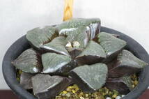 ハオルチア スプリングボクブラケンシス　幅約8.5cm　抜き苗　第4種郵便（送料無料）　多肉植物_画像1