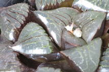 ハオルチア スプリングボクブラケンシス　幅約8.5cm　抜き苗　第4種郵便（送料無料）　多肉植物_画像3