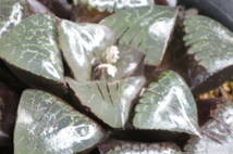 ハオルチア スプリングボクブラケンシス　幅約8.5cm　抜き苗　第4種郵便（送料無料）　多肉植物_画像4