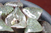 ハオルチア スプリングボクブラケンシス　幅約8.5cm　抜き苗　第4種郵便（送料無料）　多肉植物_画像5
