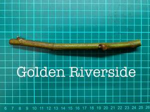 いちじく Golden Riverside 挿し穂 1本（穂木・挿木）@1810