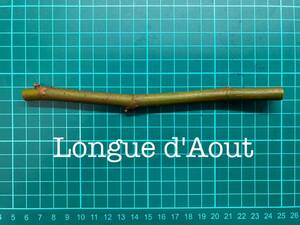 いちじく Longue d'Aout 挿し穂 1本（穂木・挿木）@1817