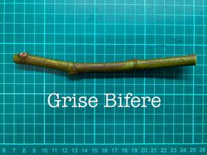 いちじく Grise Bifere 挿し穂 1本（穂木・挿木）@1821