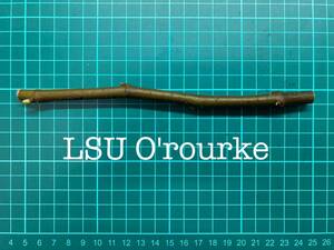 いちじく LSU O'rourke 挿し穂 1本（穂木・挿木）@1832