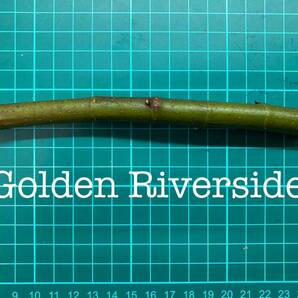 いちじく Golden Riverside 挿し穂 1本（穂木・挿木）@1837の画像1