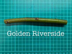 いちじく Golden Riverside 挿し穂 1本（穂木・挿木）@1837