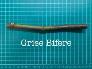 いちじく Grise Bifere 挿し穂 1本（穂木・挿木）@1842