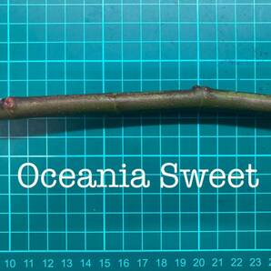 いちじく Oceania Sweet 挿し穂 1本（穂木・挿木）@1847の画像1