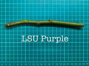 いちじく LSU Purple 挿し穂 1本（穂木・挿木）@1892