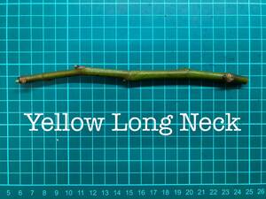 いちじく Yellow Long Neck 挿し穂 1本（穂木・挿木）@1893