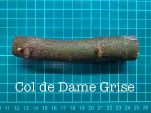 いちじく Col de Dame Grise 挿し穂 1本（穂木・挿木）@1903