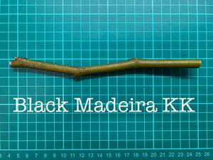 いちじく Black Madeira KK 挿し穂 1本（穂木・挿木）@1907