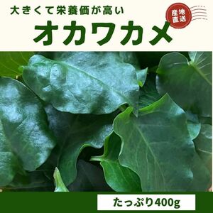 ♪採れたて・新鮮♪ オカワカメ　400g　おひたし　天ぷらにおすすめ☆