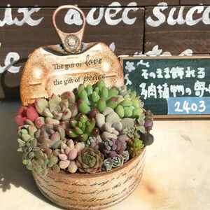 P2403 そのまま飾れる多肉植物の寄せ植え