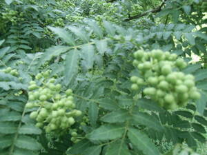  zanthoxylum fruit. real .. zanthoxylum fruit 500g ( reservation )