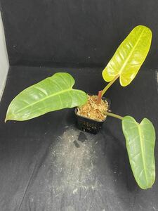 フィロデンドロン　ハイブリッド　‘カルキンスゴールド‘　PHILODENDRON hybrid `CALKINS GOLD`