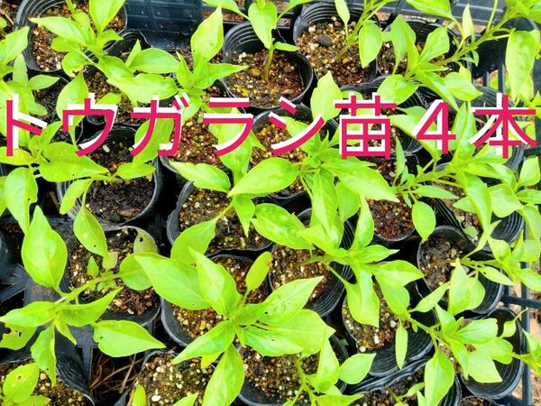 トウガラシ苗４本