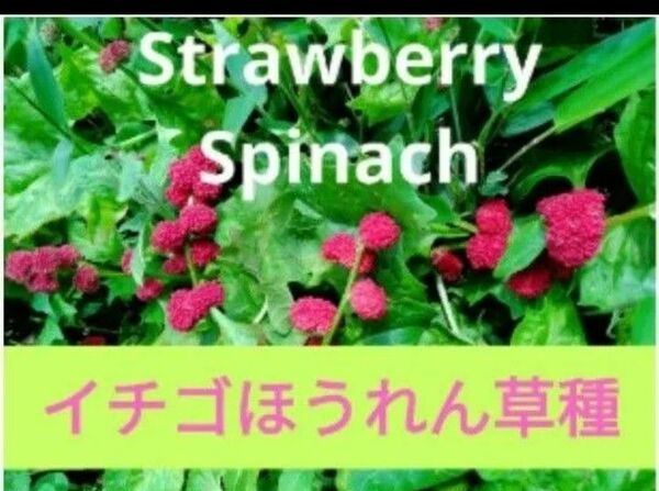 イチゴほうれん草種 約100粒 いちごほうれん草　ハーブ種