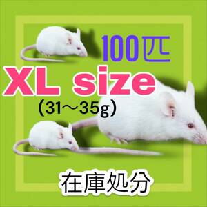 国産冷凍マウス　XLサイズ31〜35g 100匹