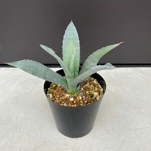 agave americana アガベ　アメリカーナ4