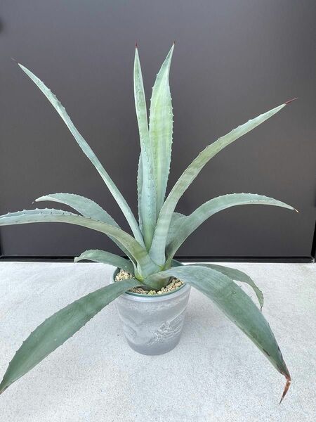 agave americana アガベ アメリカーナ　美株 抜き苗