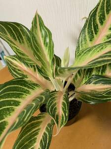 アグラオネマ　ピンクパナマ②　 *midori* タイ直入荷　観葉植物 Aglaonema 