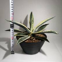 Agave americana ‘Variegata’【アガベアメリカーナバリエガータ】_Bear's palm_画像2