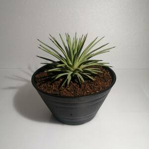 Agave stricta【アガベ ストリクタ】_Bear's palm
