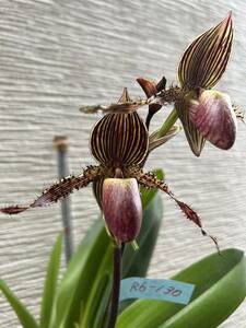 【洋ランR6-130】パフィオ原種F1交配 Paph.glaucophyllum × rothschildianum ‘Yamato’ AM/JOS