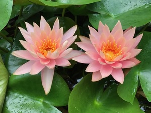 6 enduring cold . water lily * temperature obi water lily *korolado*1 seedling 