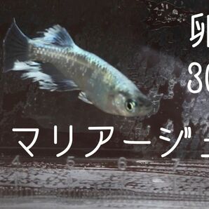 マリアージュロングフィン　有精卵30個