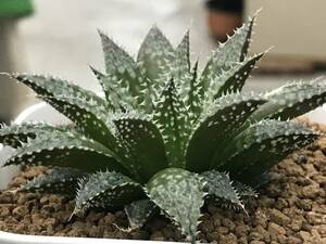 多肉植物 ハオルチア スターウォーズ×ノタビリス 吉田実生 