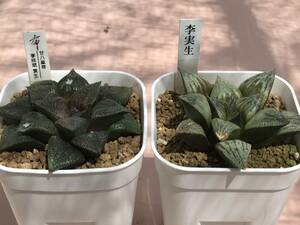 多肉植物 ハオルチア 2点セット③