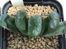 多肉植物 ハオルチア 玉扇2点セット _画像3