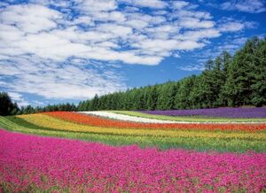 【相互評価】※1人1点厳守※★フリー素材★画像データ★NATURE images★★即決1円★送料無料★自然風景画像11★※複数落札不可※