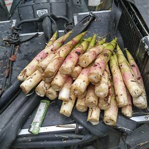 熊の巣からの贈り物！　北海道産天然 根曲がりタケノコ(姫竹)　太め　3kg　発送中です。