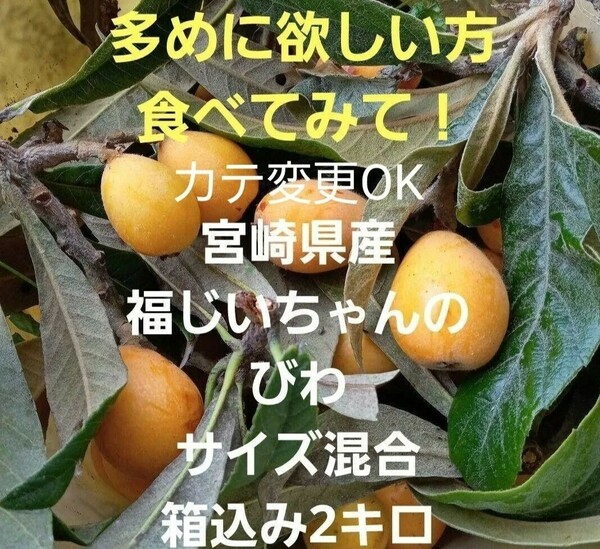 多めがお得ですよ！好評　宮崎県産　福じいちゃんのびわ　サイズ混合　箱込み2キロ