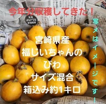 ●甘くて美味しいよ！宮崎県産　福じいちゃんのびわ　サイズ混合　箱込み約1キロ⑤_画像1