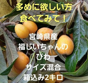 多めに食べたい方へ！宮崎県産　福じいちゃんのびわ　サイズ混合　箱込み2キロ②