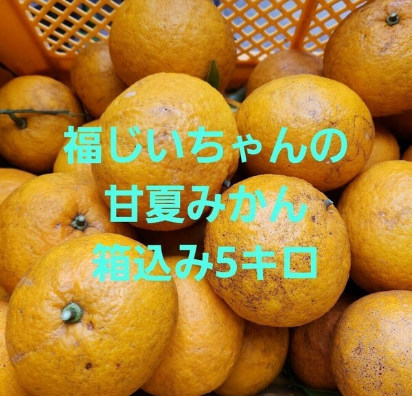 ●味見にいかが？宮崎県産　農薬不使用　福じいちゃんの甘夏みかん　サイズ混合　箱込み5キロ