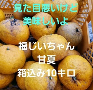 ●見た目悪いけど美味しいよ！宮崎県産　農薬不使用　福じいちゃんの甘夏みかん　箱込み10キロ②