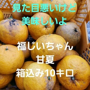 ●見た目悪いけど美味しいよ！宮崎県産 農薬不使用 福じいちゃんの甘夏みかん 箱込み10キロの画像1