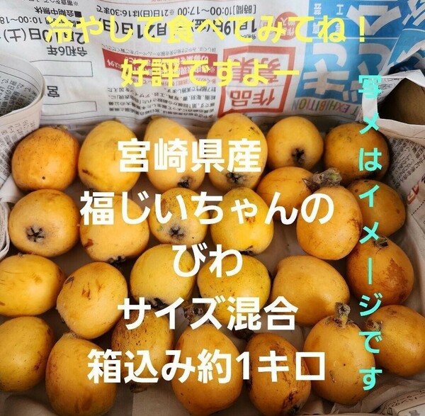 食べてみてね！宮崎県産　福じいちゃんのびわ　サイズ混合　箱込み約1キロ②