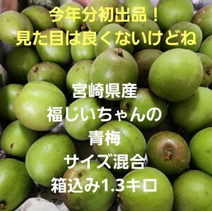 今年分初出品！見た目悪し　宮崎県産　福じいちゃんの青梅　サイズ混合　箱込み1.3キロ