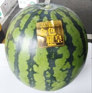 金色羅皇★大玉スイカ【送料無料】植木☆熊本ハウススイカ優品Lサイズ約6kg～栽培時のキズはあります